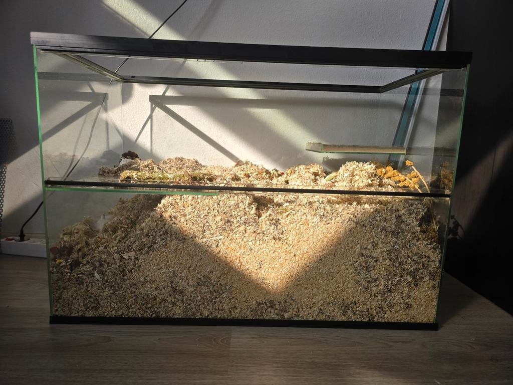 Terrarium, knaagdier / hamster verblijf incl toebehoren, Ophalen