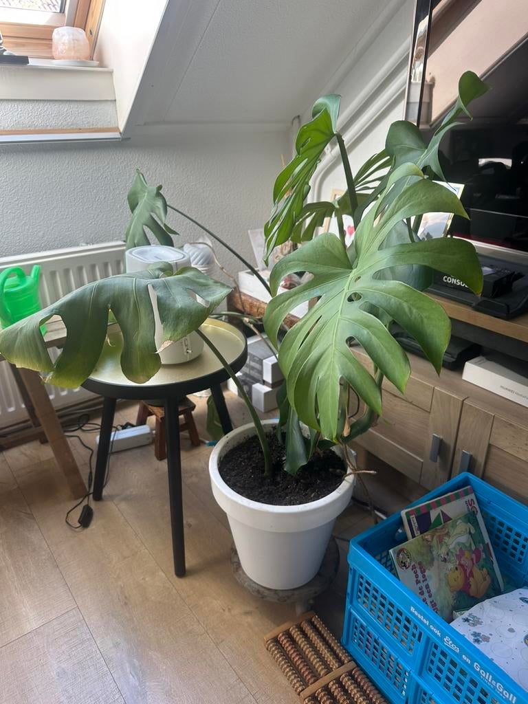 Montasera, Huis en Inrichting, Kamerplanten, Ophalen, Halfschaduw, Minder dan 100 cm