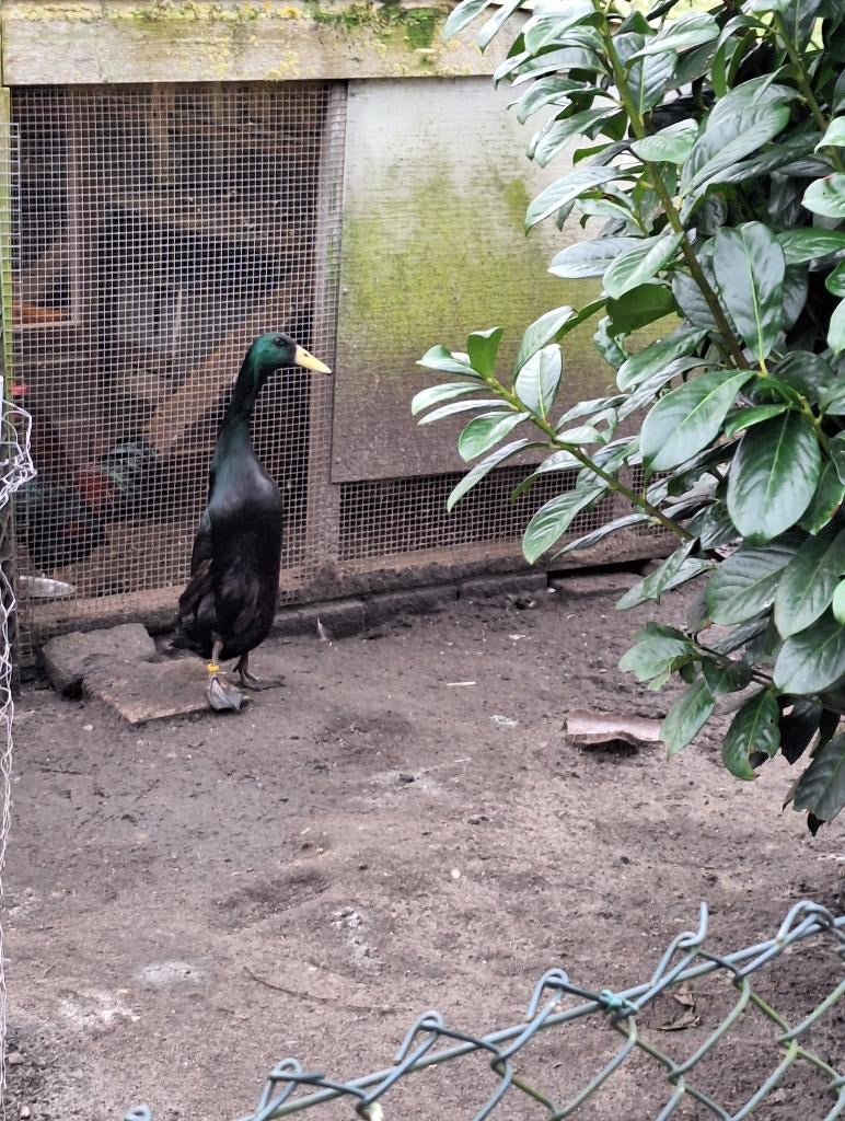 Broedeieren Indische Loopeend (zwart), Meerdere dieren, Kip