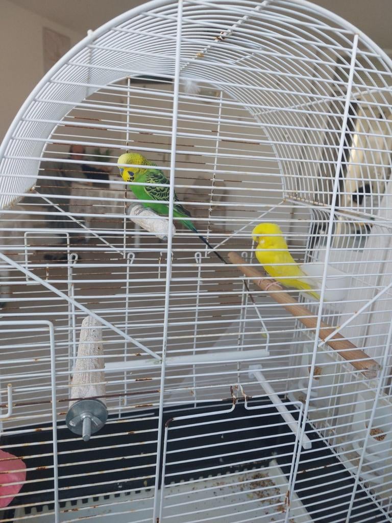 2  mooie parkieten te koop, Dieren en Toebehoren, Vogels | Parkieten en Papegaaien, Meerdere dieren, Parkiet