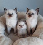 Ragdoll kittens met stamboom, Meerdere dieren, Met stamboom, 0 tot 2 jaar