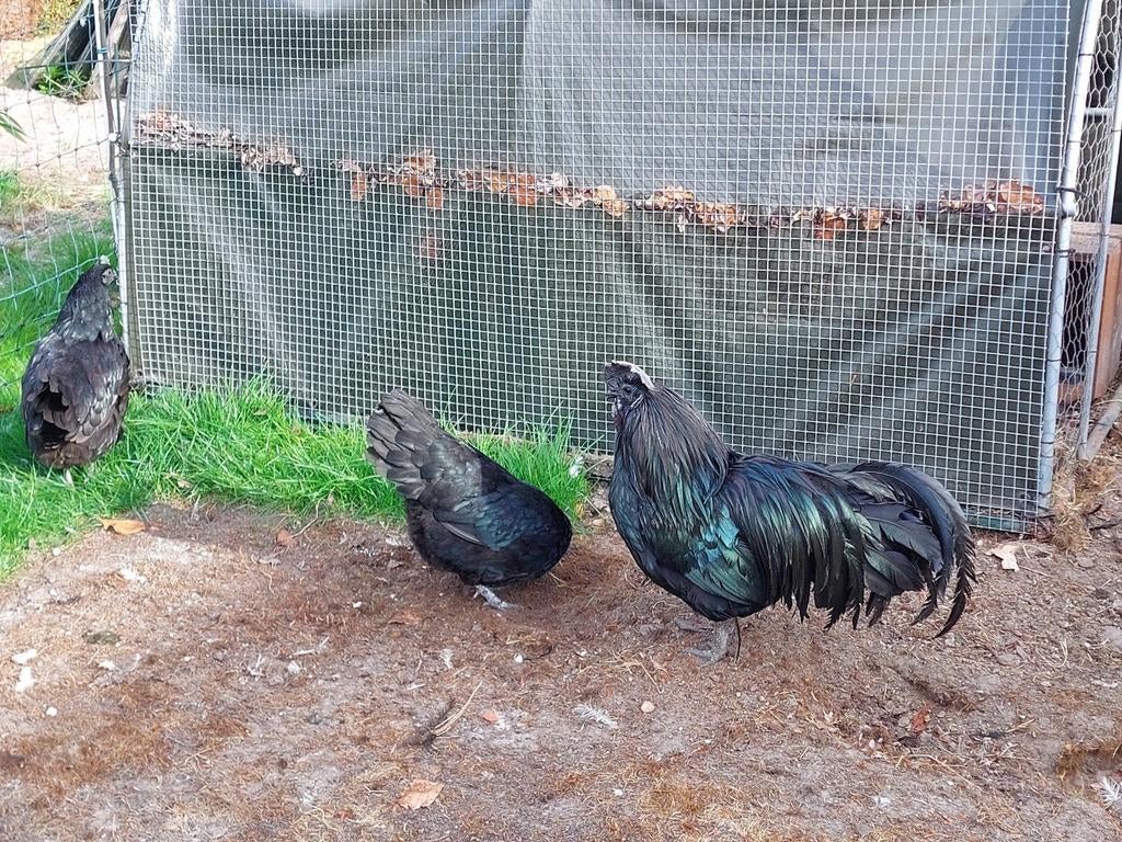 Ayam cemani trio, Dieren en Toebehoren, Pluimvee, Meerdere dieren, Kip
