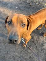 Rhodesian Ridgeback - Reu 10 maanden, 15 weken tot 1 jaar, Parvo, Eén hond, Nederland