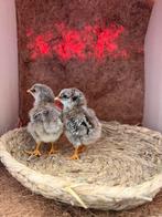 Kuikens en broedeieren, Dieren en Toebehoren, Pluimvee, Geslacht onbekend, Kip