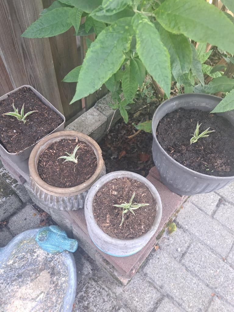 Graslelies. Jonge plantjes. Eigen kweek., Ophalen of Verzenden, Vaste plant, Siergrassen