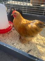 Cochin haan, Mannelijk, Kip