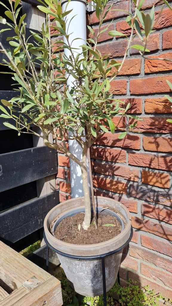 Olijfboom in pot - Mediterrane sfeer voor uw tuin, Lente, Olijfboom, Minder dan 100 cm, Ophalen