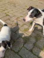 Boerenfox pups, HCC (leverziekte), 8 tot 15 weken, Meerdere, Meerdere dieren