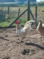 Mooie hanen, Mannelijk, Kip