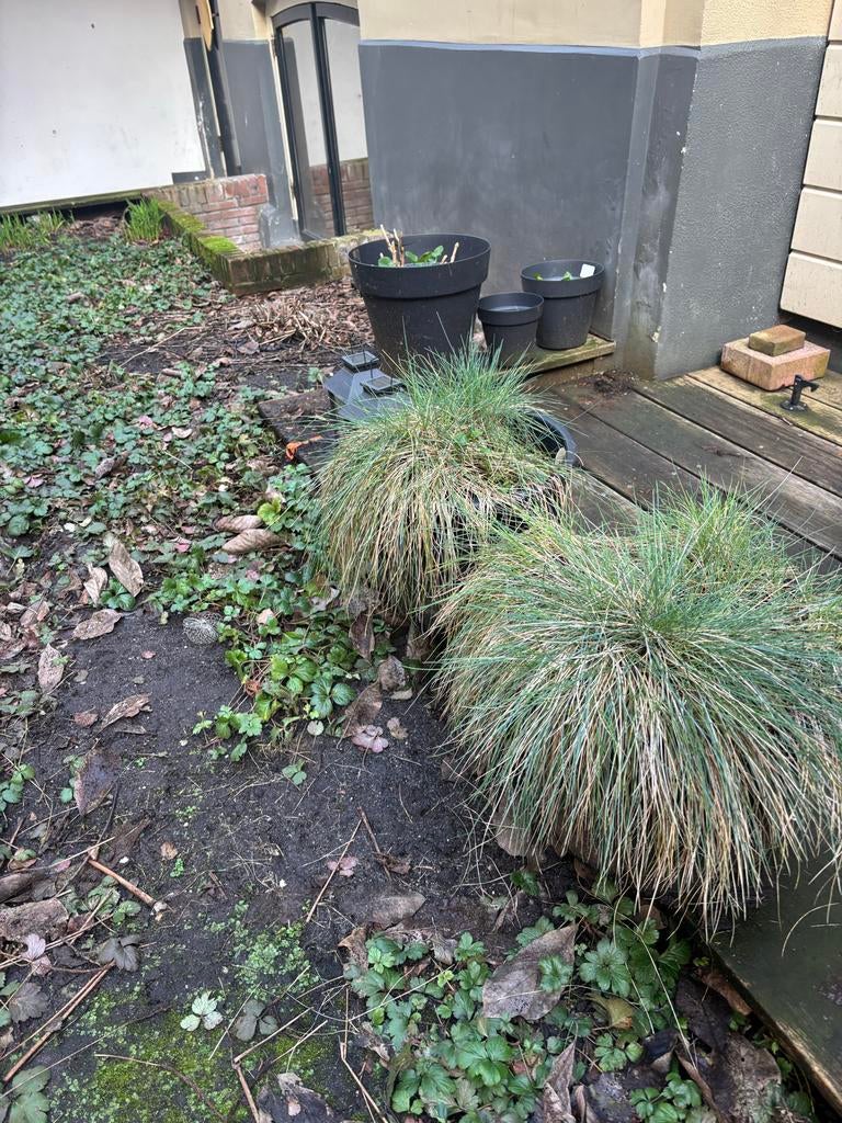 1 grote bak met helmgras, Ophalen, Volle zon, Vaste plant, Siergrassen