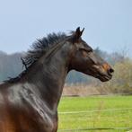 Te koop: KWPN ruin (±1.75 m) – Blue Hors Kingston x Sandreo, Dieren en Toebehoren, Paarden, 175 cm of meer, Met stamboom, Ruin