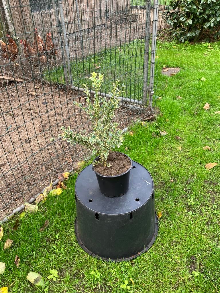 Te koop bonte buxus, plantmateriaal, Tuin en Terras, Planten | Struiken en Hagen, Ophalen of Verzenden, Buxus, Minder dan 100 cm