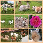 🌺Vakantie oppas konijnen cavia's 💐, Ophalen of Verzenden