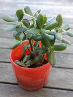 Crassula Ovata 30 cm.hoog., Huis en Inrichting, Ophalen, In pot, Halfschaduw, Minder dan 100 cm