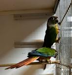 Pyrrhura koppel  groenwang (1), Meerdere dieren, Parkiet
