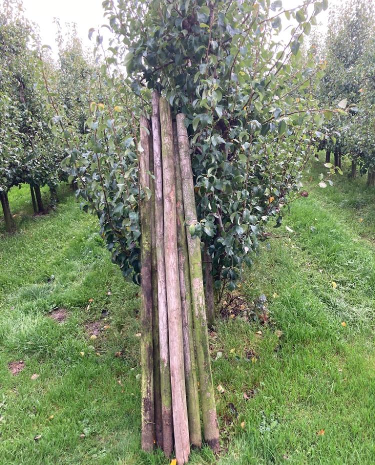 GEBRUIKTE BOOMPALEN, Ophalen, Gebruikt, 180 tot 250 cm, Palen