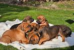 Mooie lieve pups kruising x Rhodesian Ridgeback, 8 tot 15 weken, Meerdere, Meerdere dieren, Nederland