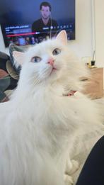 Kat te koop, Dieren en Toebehoren, Katten en Kittens | Overige Katten, Poes