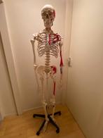 Anatomisch skelet, Ophalen, Zo goed als nieuw