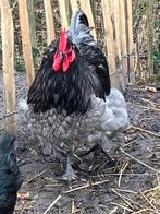 Orpington Haan, Dieren en Toebehoren, Pluimvee, Mannelijk, Kip
