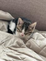 Lieve kitten te koop, Poes