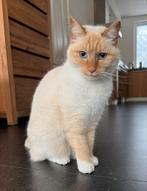 Lieve poes 5,5 jaar, Dieren en Toebehoren, Katten en Kittens | Raskatten | Korthaar, Poes