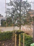 Lei bomen groen blijvende, Ophalen of Verzenden, Halfschaduw, Leiboom