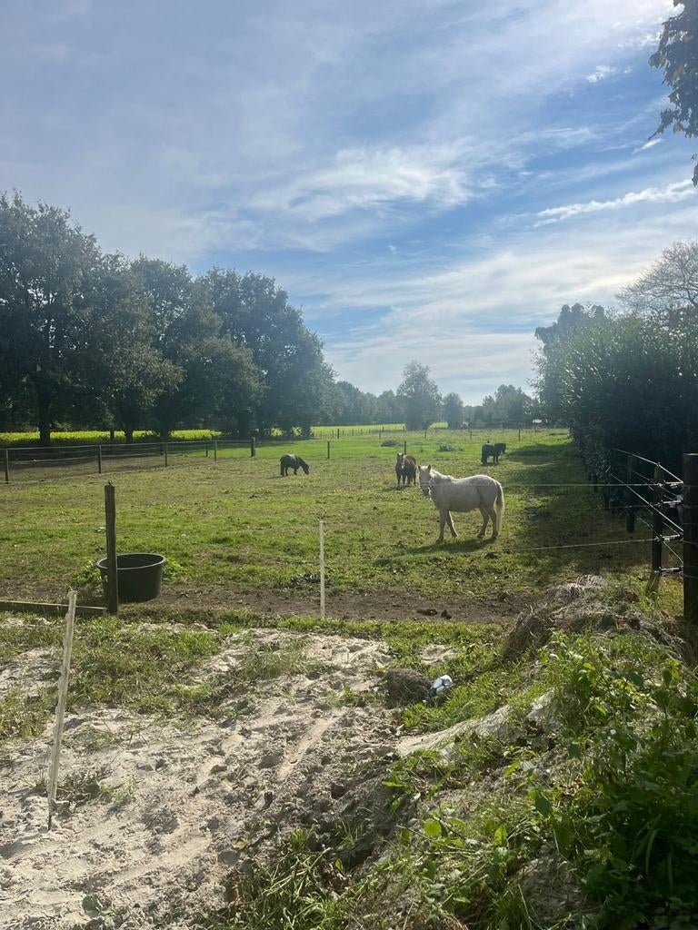 Weiland/weide/plek voor shetlanders gezocht, Dieren en Toebehoren, Weidegang, 4 paarden of pony's of meer