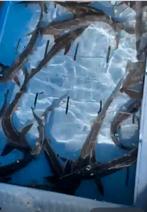 20 x steuren ongeveer 40 cm, Steur