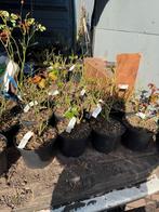 Rijkbloeiende rozen gesnoeid ongesnoeid per stuk 6,95!, Vaste plant, Halfschaduw, Zomer, Ophalen