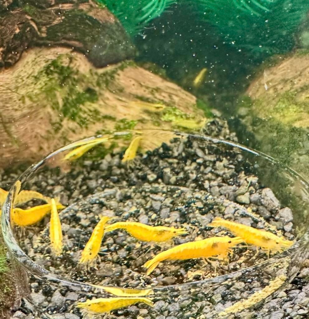 Citroengarnalen / Neocaridina heteropoda / Gele garnalen, Dieren en Toebehoren, Vissen | Aquariumvissen, Kreeft, Krab of Garnaal