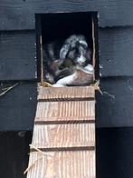 Huis gezocht voor konijnen, Dieren en Toebehoren, Meerdere dieren, Hangoor