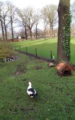 Muskus eenden, Dieren en Toebehoren, Meerdere dieren, Eend