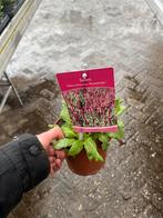 Roze Salvia nemorosa 'Rosakönigin' - Salie plant, Volle zon, Vaste plant, Zomer, Ophalen