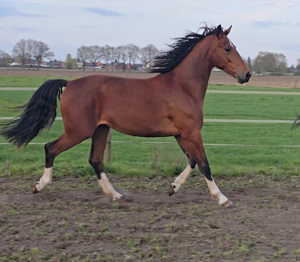 2 jarige gelderse merrie van matiz, Dieren en Toebehoren, Paarden, Merrie, Recreatiepaard, Ontwormd