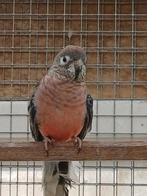 Tekoop bourks bourkes, Mannelijk, Parkiet