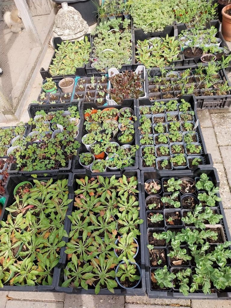 Div.vaste planten, Ophalen, Overige soorten, Volle zon