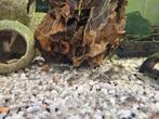 Corydoras paleatus (gevlekte pantsermeerval), Dieren en Toebehoren, Vis