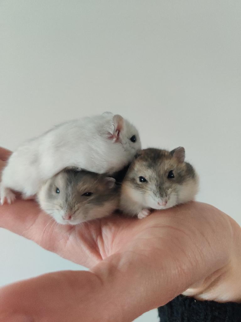 Tamme lieve dwerghamsters uit het hamsterhuis, Dieren en Toebehoren, Hamster, Maart, Meerdere dieren, Tam
