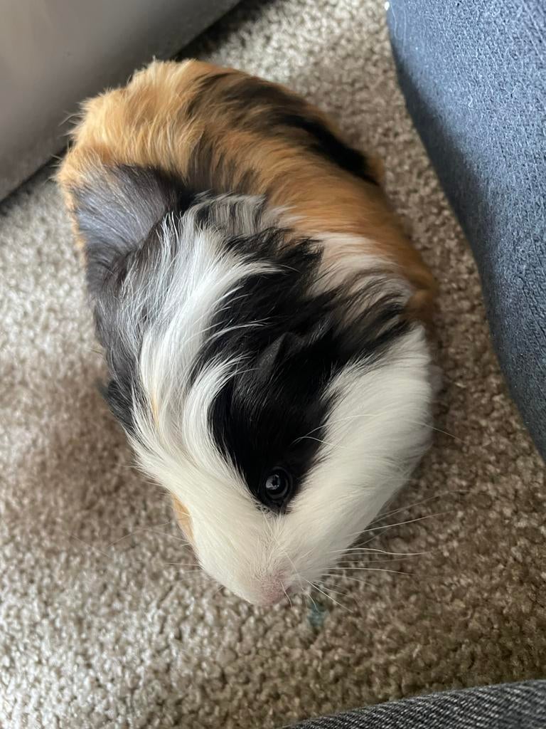 Jong cavia vrouwtje 5 weken oud, Dieren en Toebehoren, Knaagdieren, Vrouwelijk, Tam, Maart, Cavia