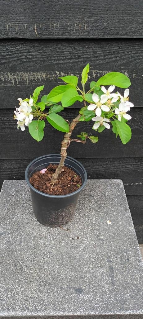 BONSAI APPEL, Bloeit niet, Halfschaduw, Minder dan 100 cm, Overige soorten