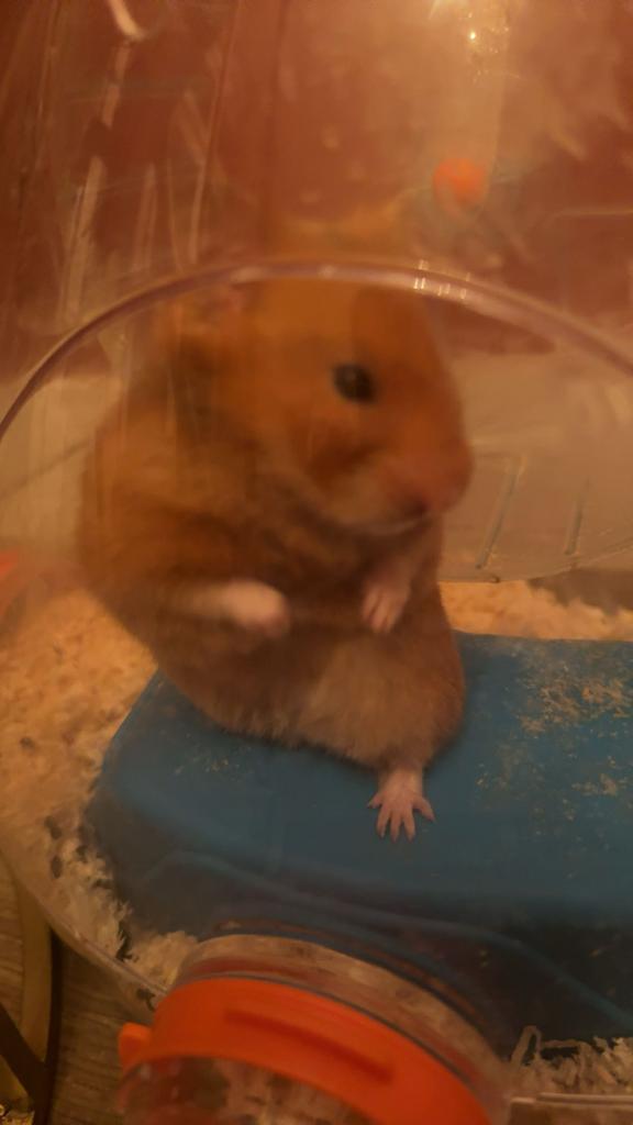 hamster, Dieren en Toebehoren, Knaagdieren, Hamster, Vrouwelijk, Januari, Tam
