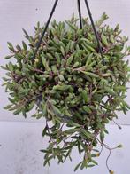 Senecio Herrianus Purple Flush p14, Huis en Inrichting, Kamerplanten, Ophalen of Verzenden, Halfschaduw, Minder dan 100 cm
