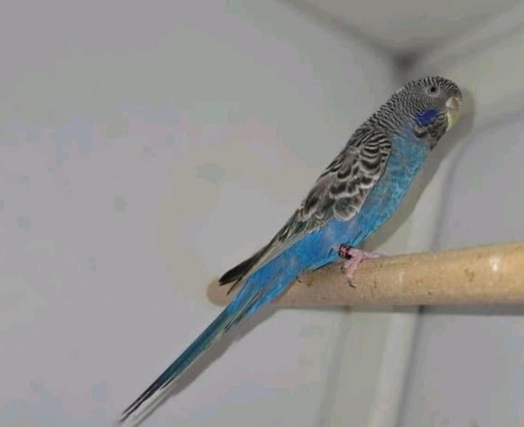 Blackface split blackwing vrouw, Dieren en Toebehoren, Vrouwelijk, Parkiet, Geringd