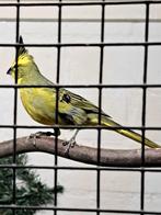 Groene kardinaal, Dieren en Toebehoren, Mannelijk