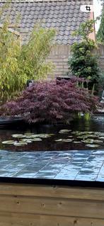 Complete koi vijver met toebehoren., Ophalen, Gebruikt