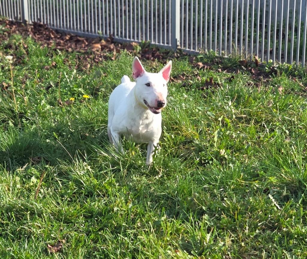 Te koop mooie mini Bull Terriër teef, Dieren en Toebehoren, Honden | Jack Russells en Terriërs, Nederland, 8 tot 15 weken, Teef