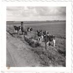Foto ca. 1935 - Koe Koeien Paard Boerderij Veeteelt, Gebruikt, Foto, Ophalen of Verzenden, Voor 1940