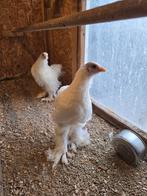 2x brahma lemon pyle, Dieren en Toebehoren, Pluimvee, Vrouwelijk, Kip