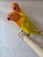 Fisheri agapornis pastel split lutino, Geslacht onbekend, Dwergpapegaai of Agapornis, Geringd